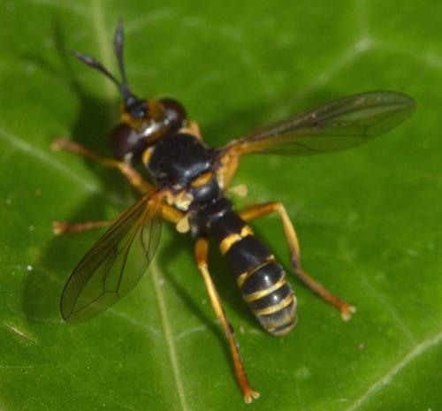 Réf. 195 775 : Abrachyglossum capitatum